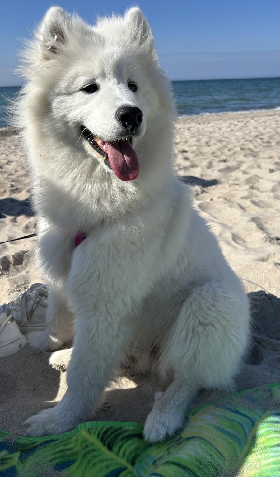 Kiara