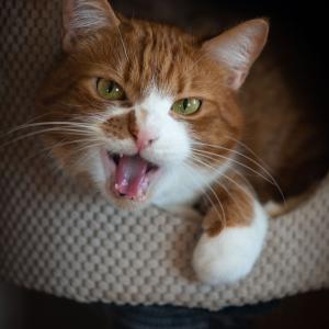Tofik