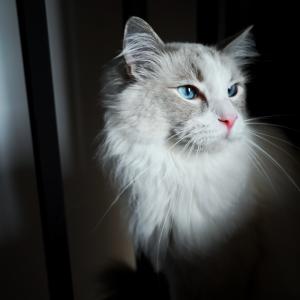 Fenrir