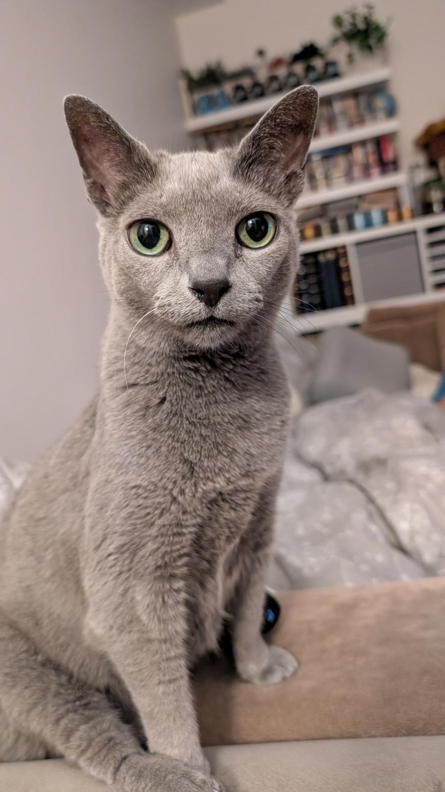 Dushka