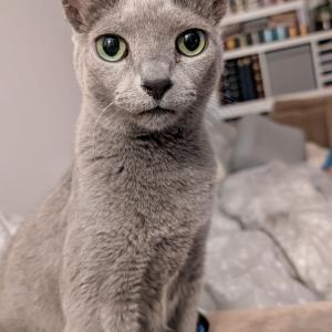 Dushka