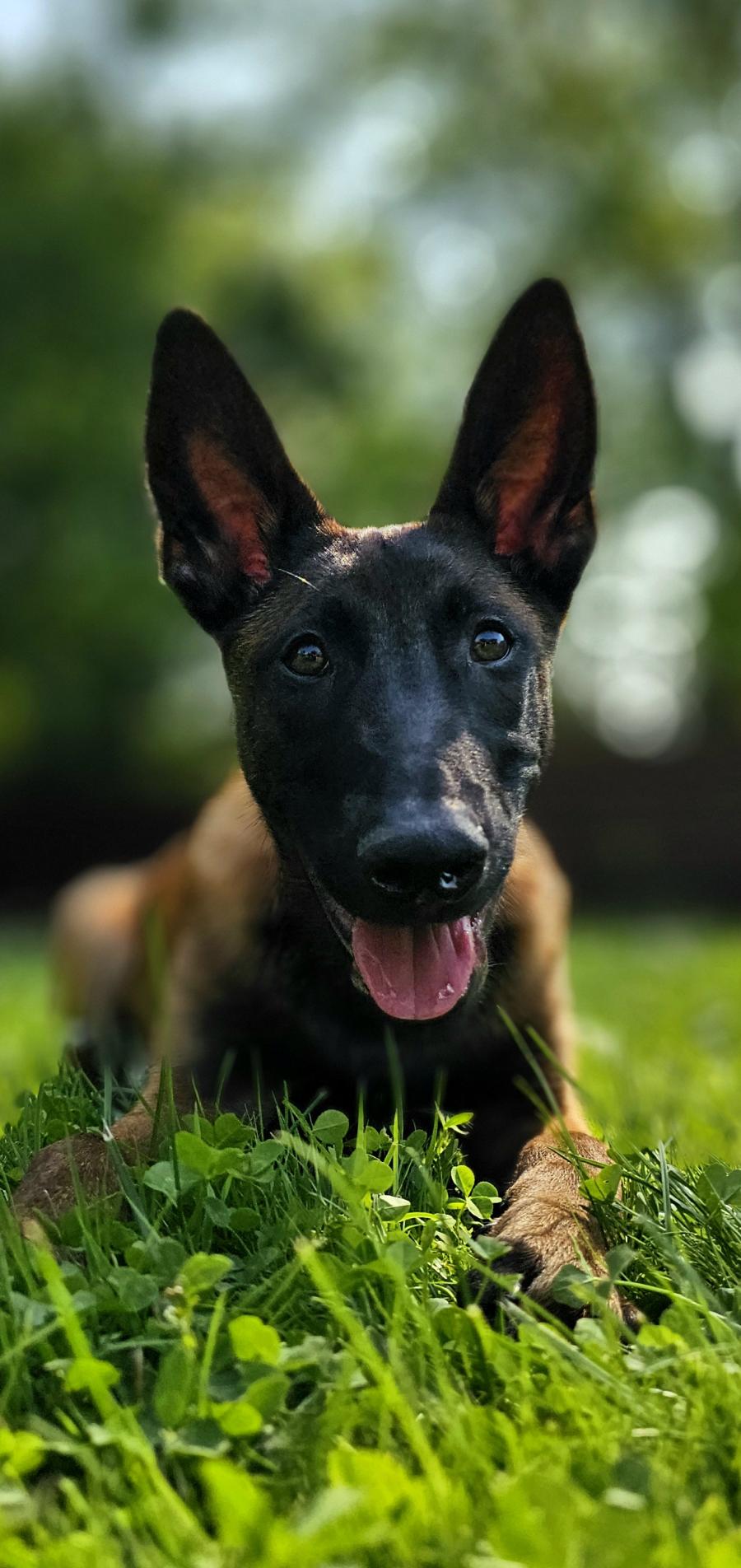 Draco