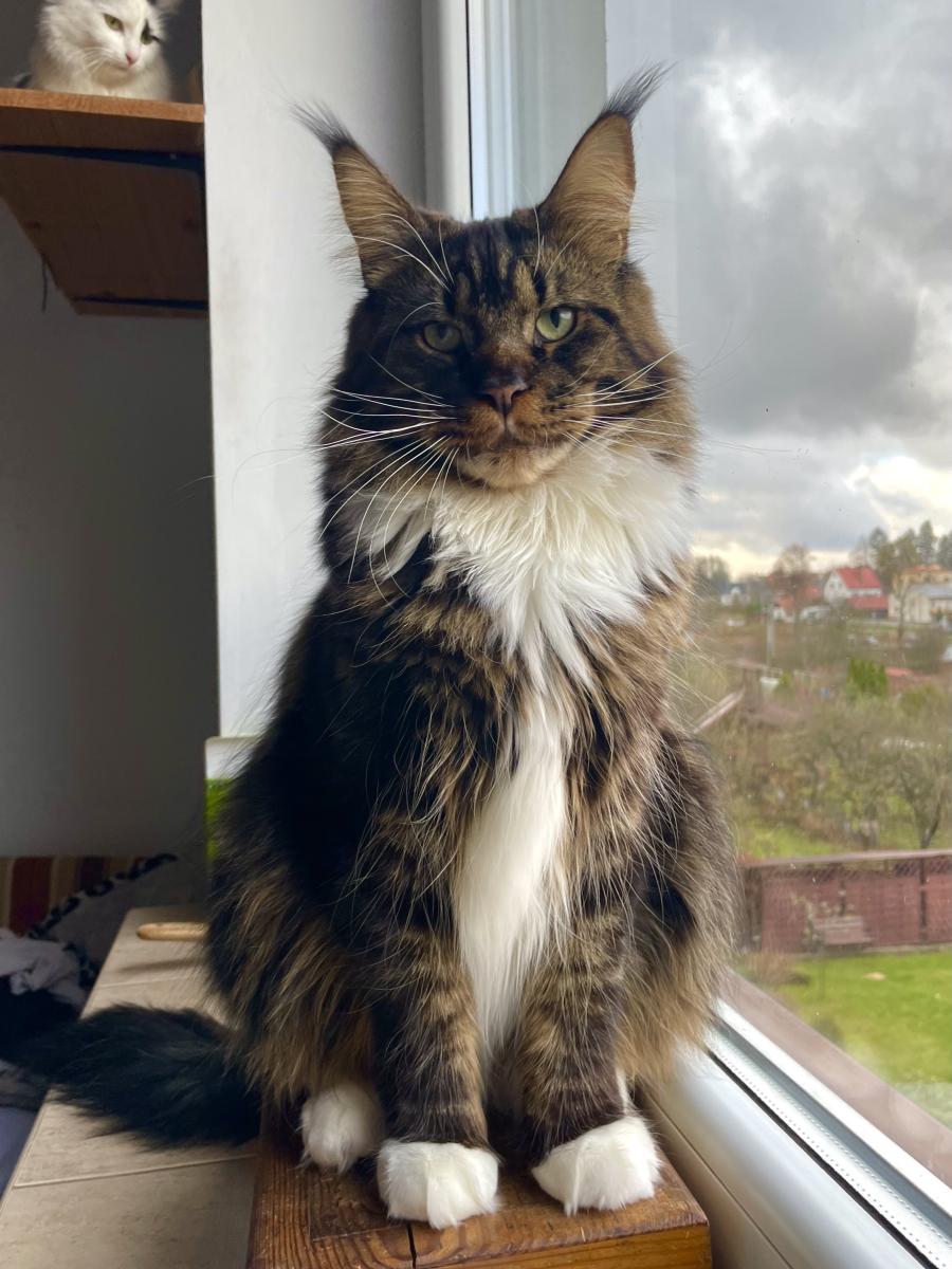 Magnus