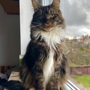 Magnus