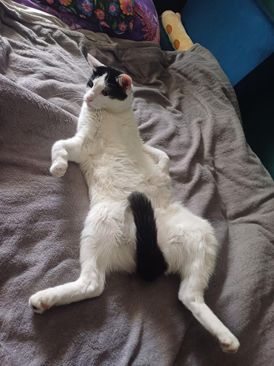 Miluś