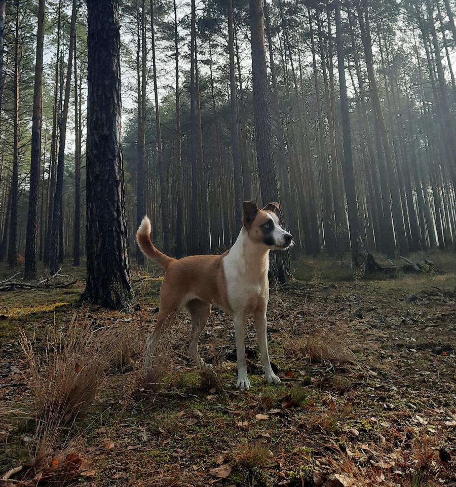 Zelda