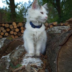 Maja