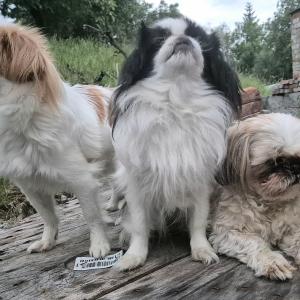 Papi,Hana,Gaja