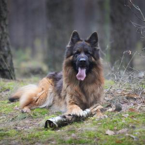 Kastor
