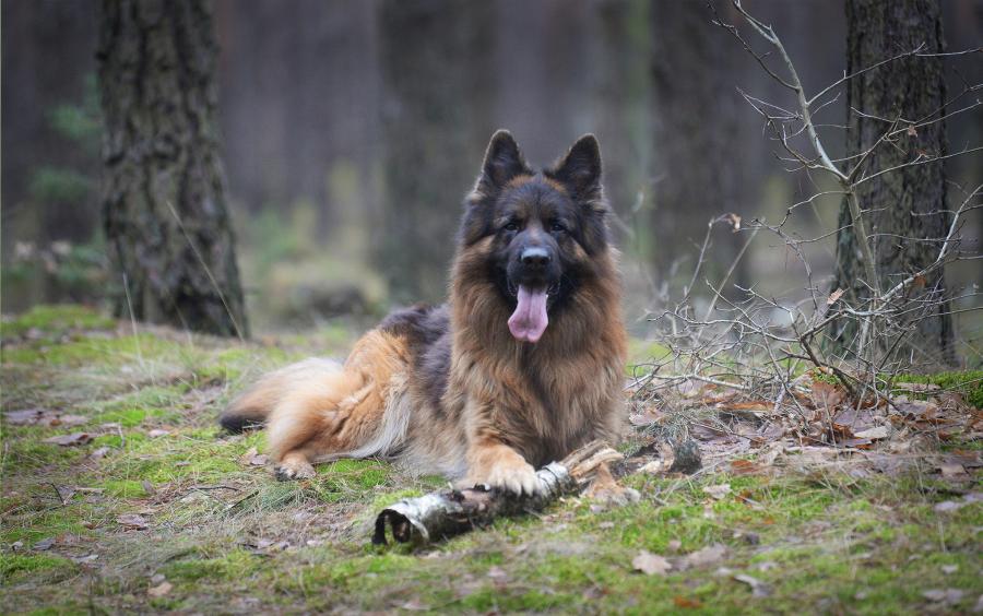 Kastor