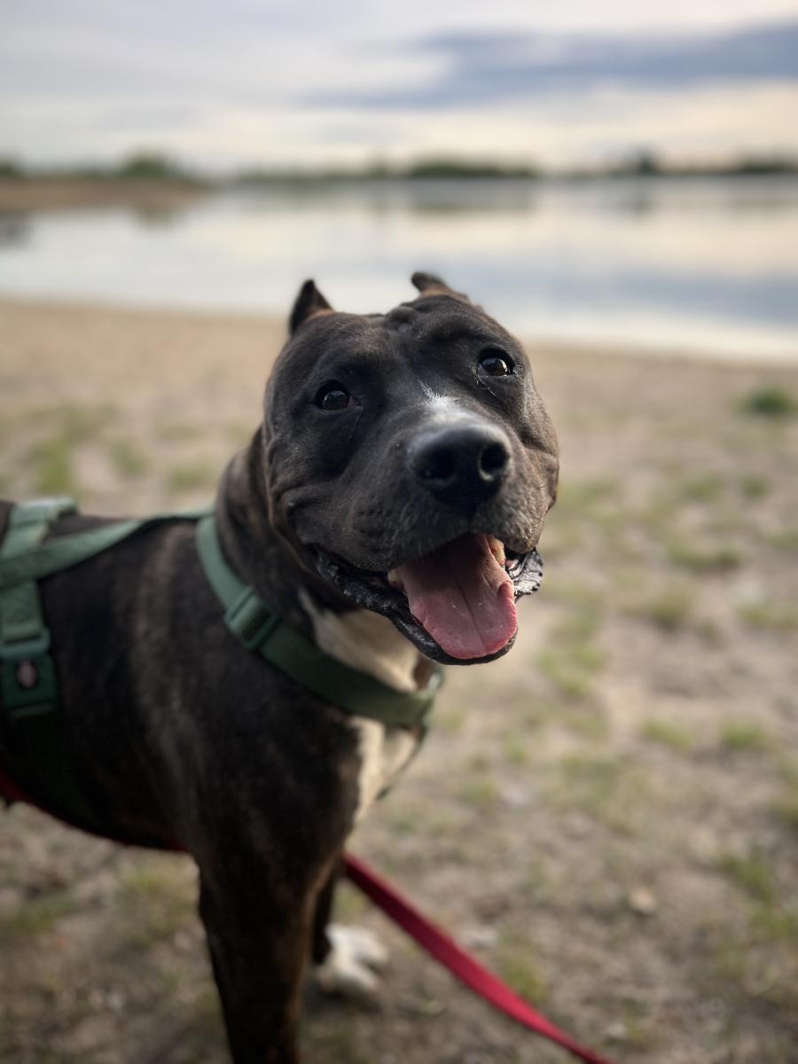 Bella 