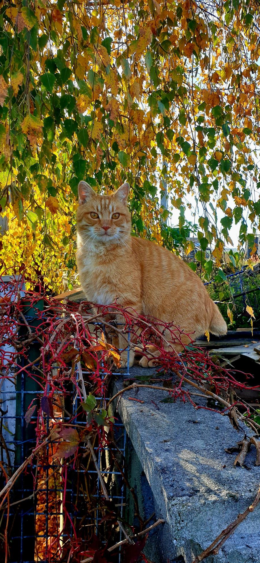 Simba