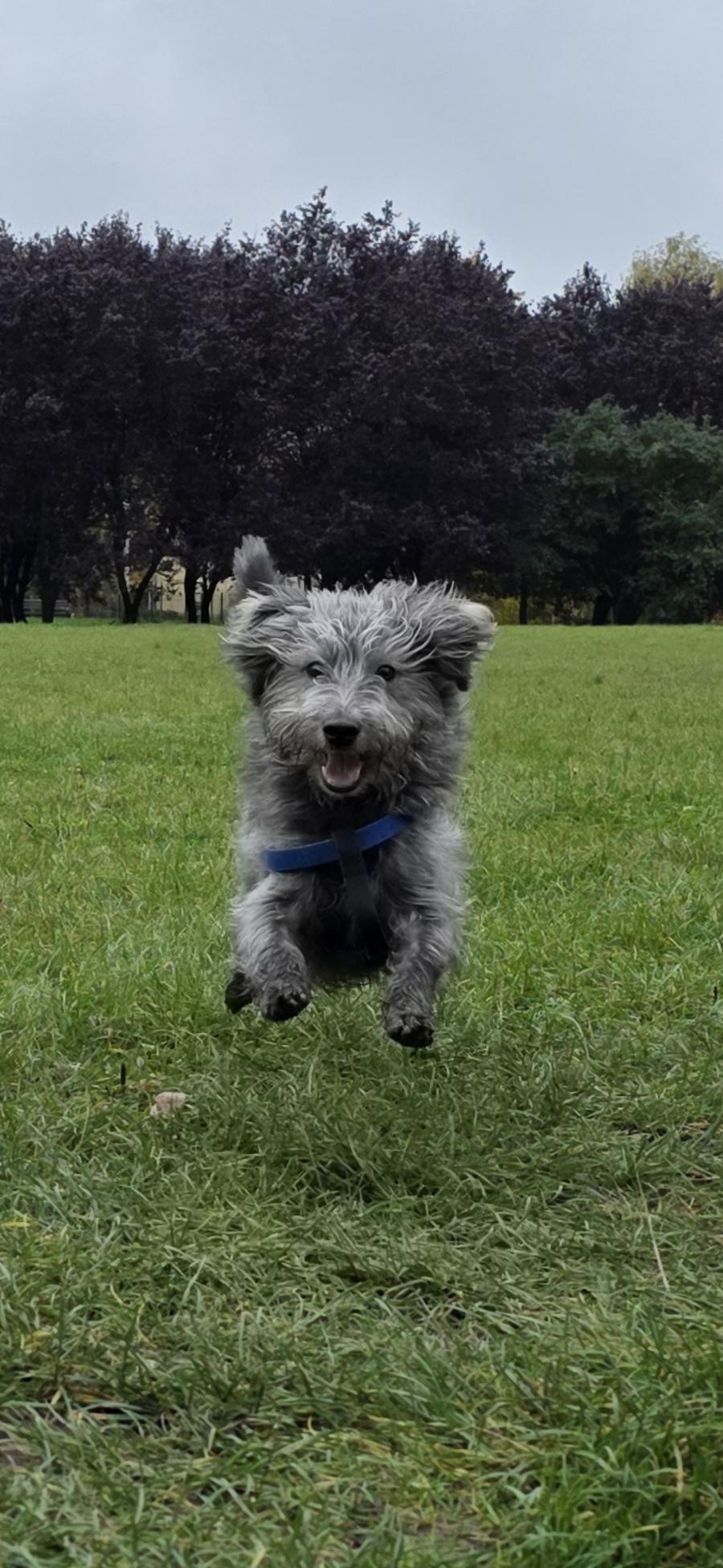 Bruno