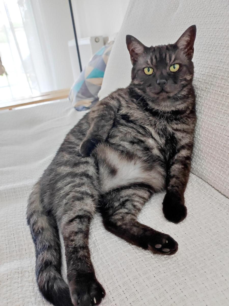 Kleo