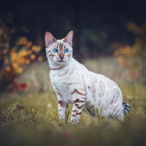 Łajra