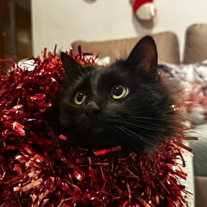Lucek