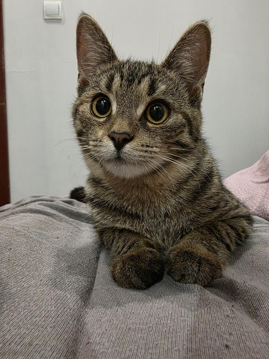 Zosia
