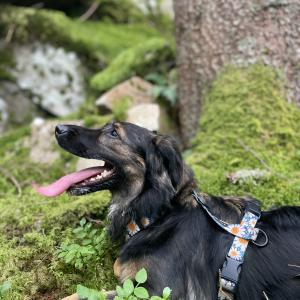 Taïga 