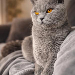Lui