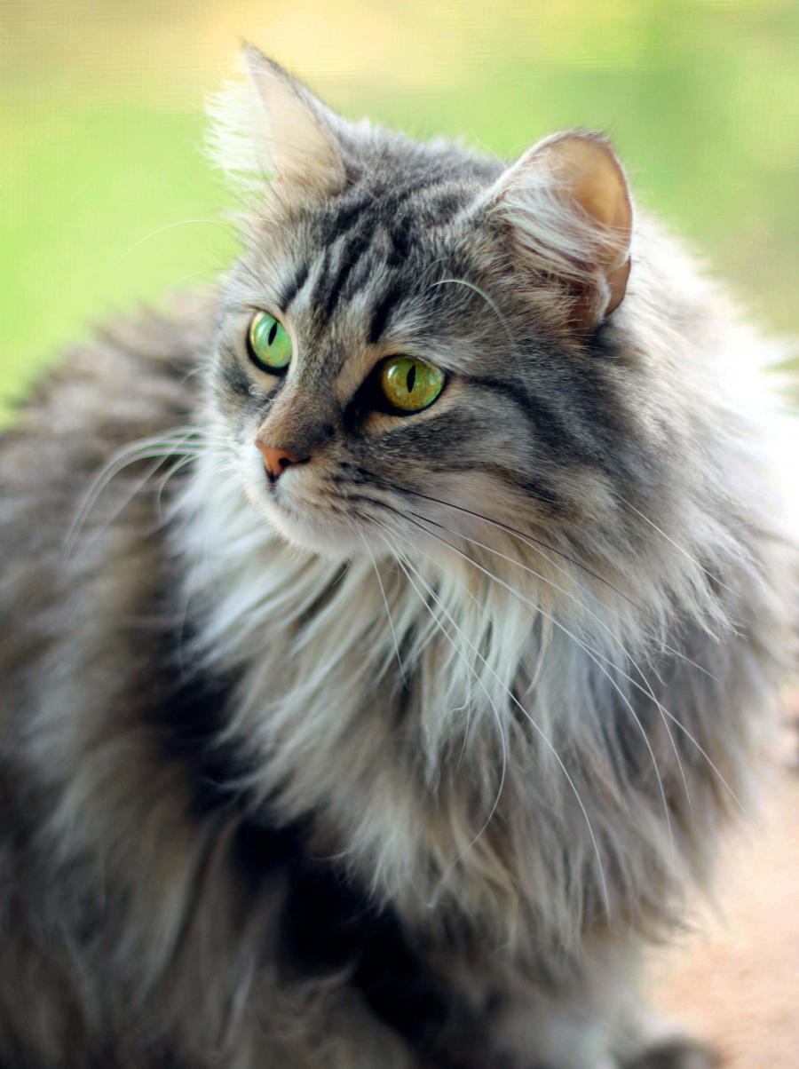 Szarka