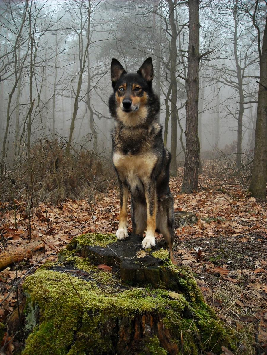 Hera