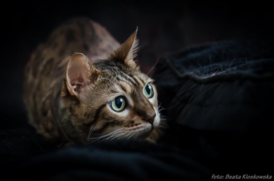 Rufus