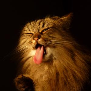 kiti
