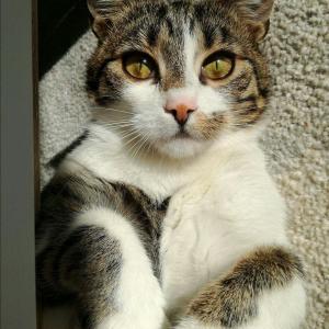 Zocha