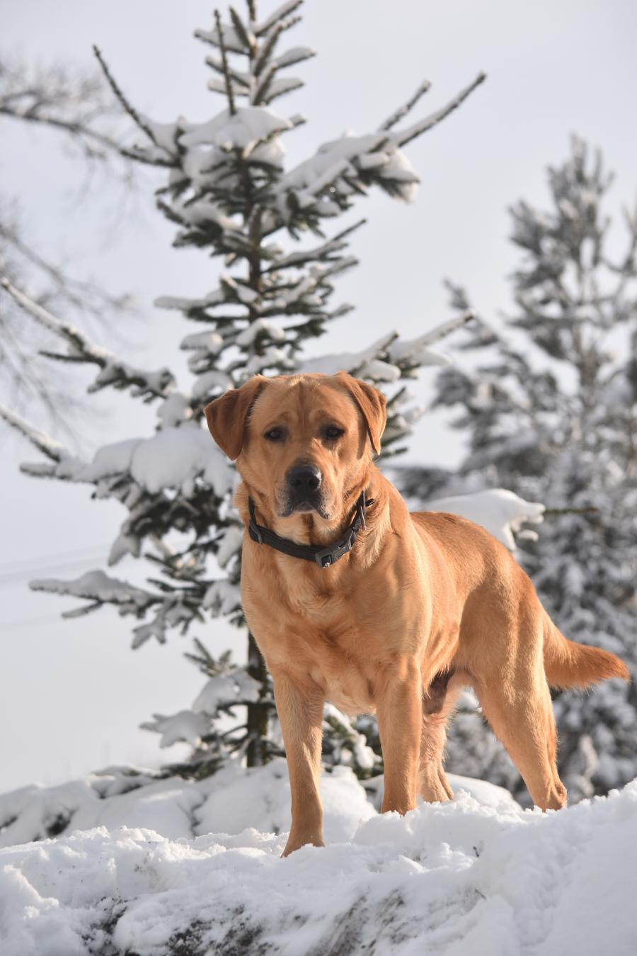 Marley