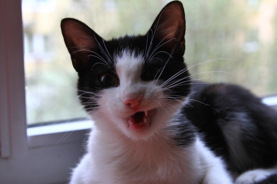 Kitka