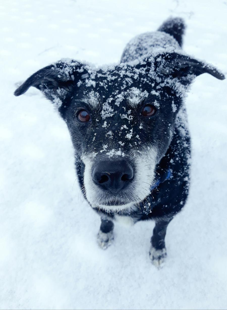 Kali