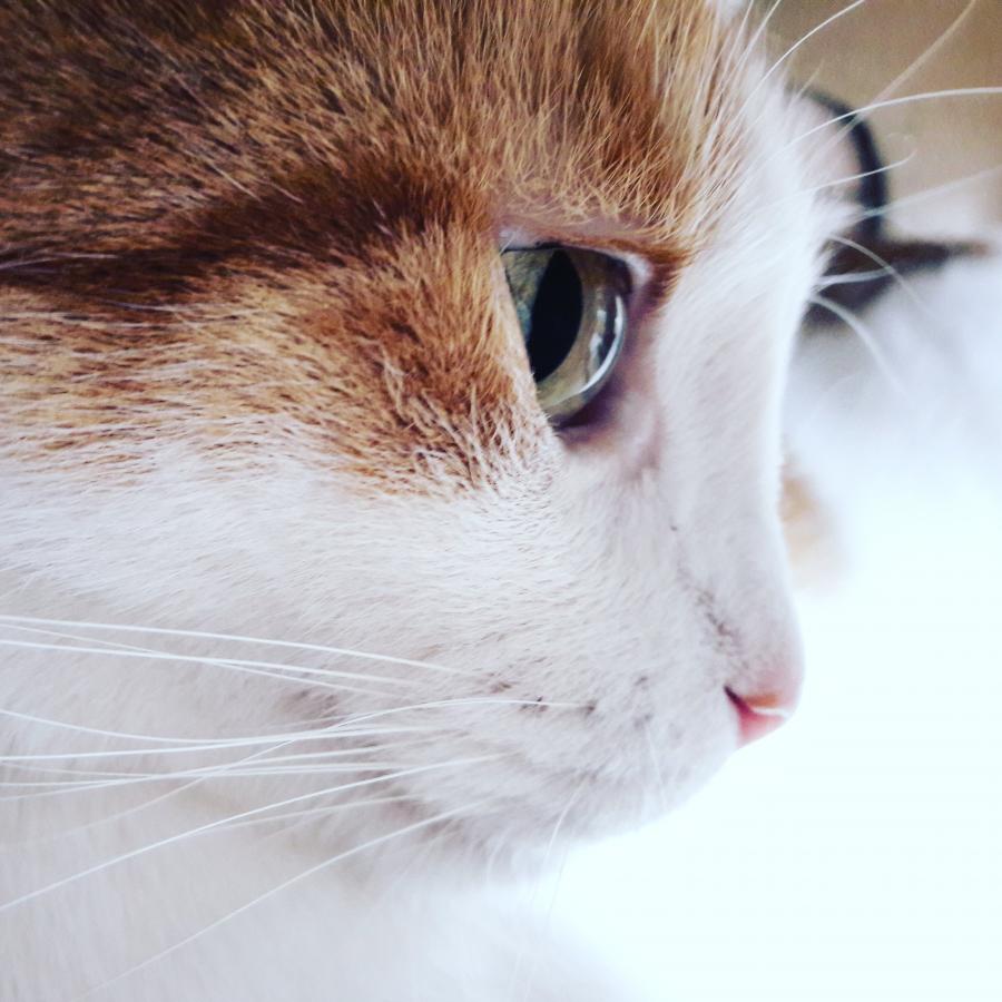 Stig