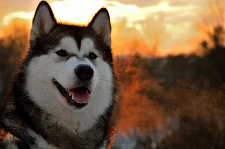 Inu