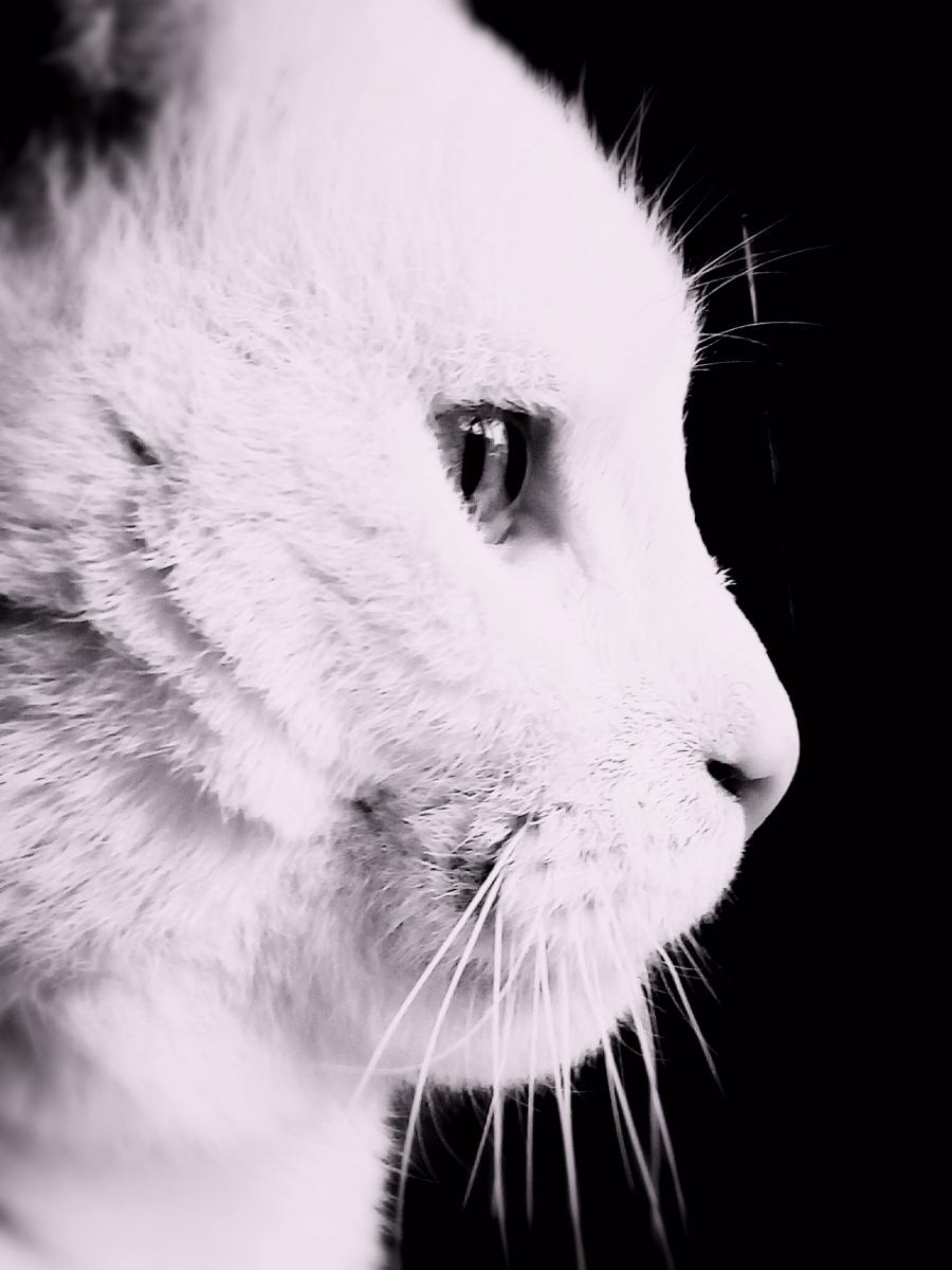 Filemon