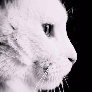 Filemon