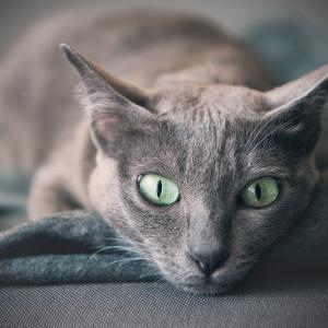 Ambra