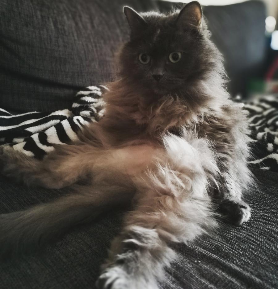 Lala