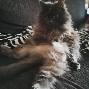 Lala