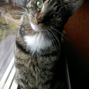 Felix