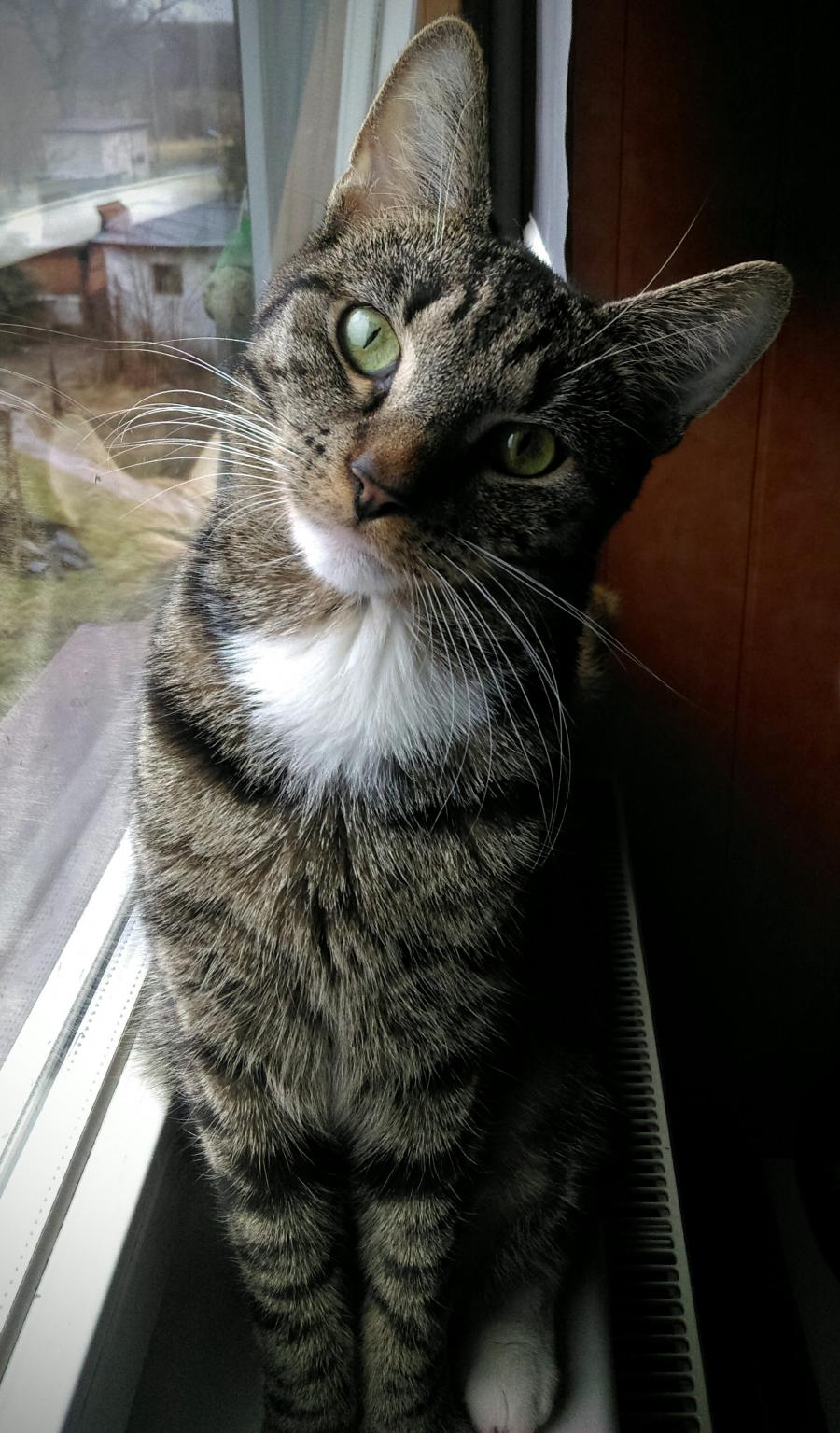 Felix