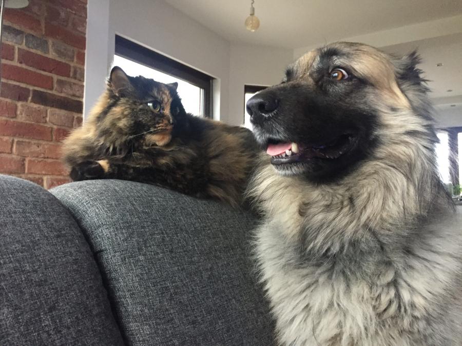 Kitka&Sparky