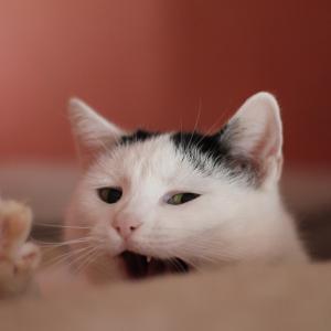 Linka