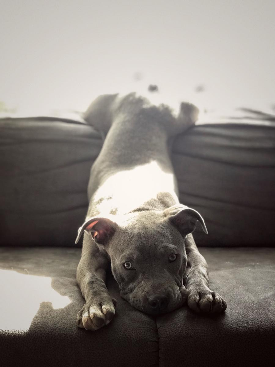 Siva