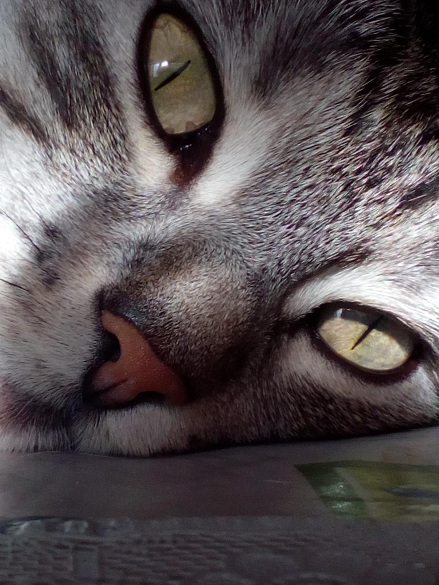 Antonina