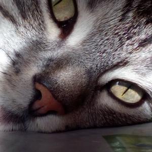 Antonina