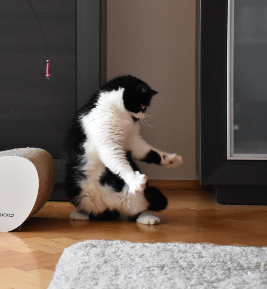 Teo
