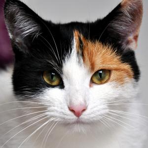 Miłka