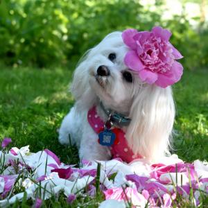 Lili