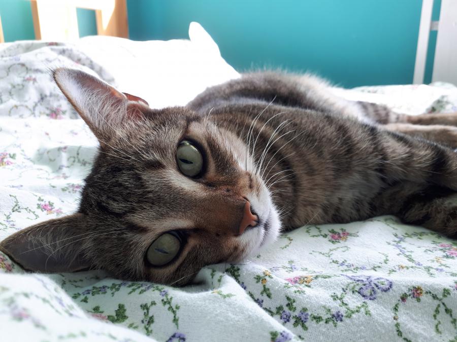 Tofik