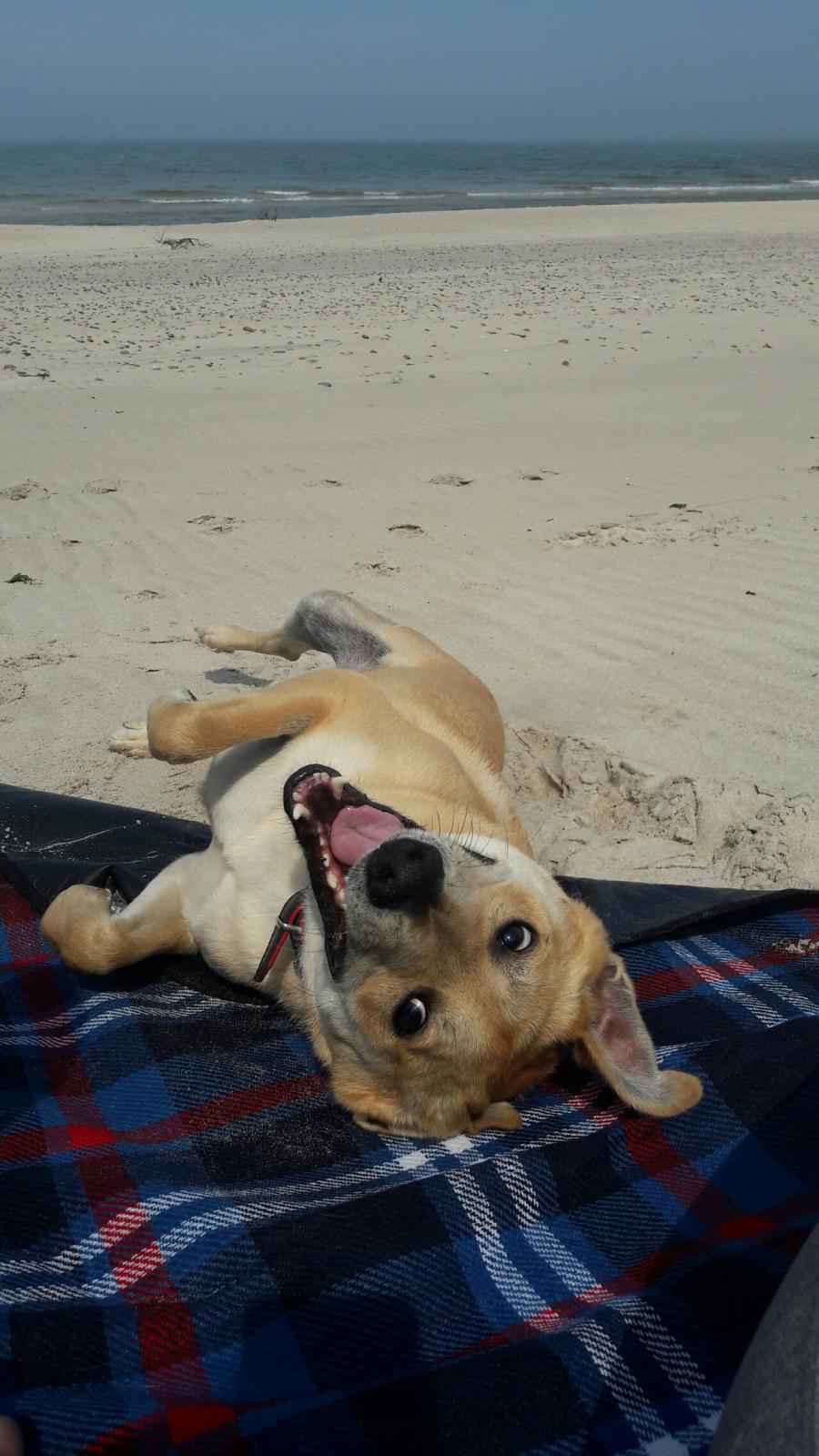 Rudi
